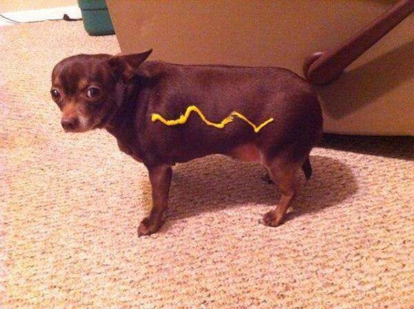 Um cachorrinho ao qual foi aplicada uma liberal dose de mostarda, mas mesmo assim não se transformou em um hot dog