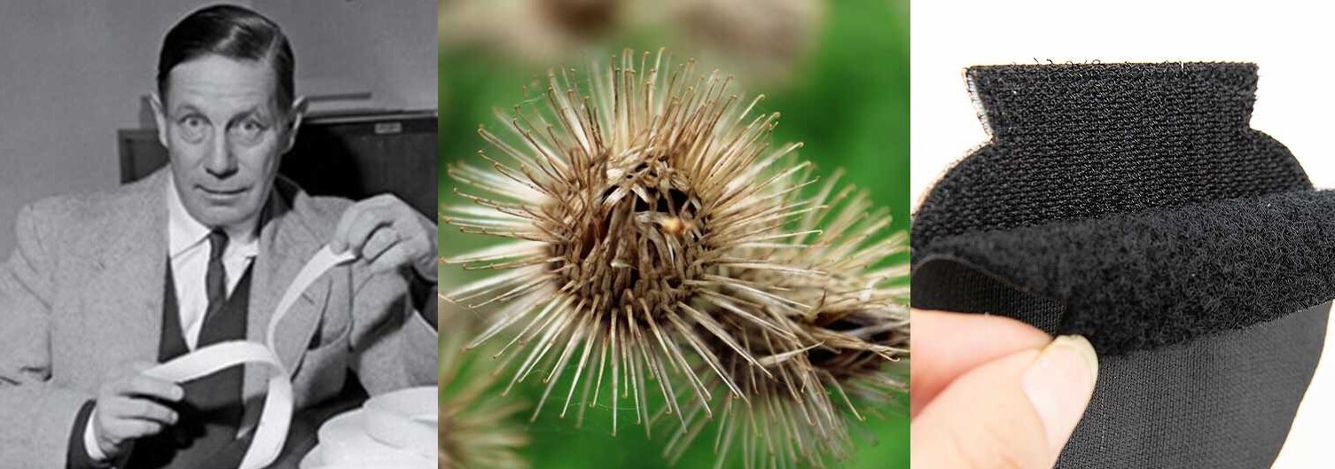 George de Mestral, a planta que lhe inspirou, e uma tira de velcro<br>