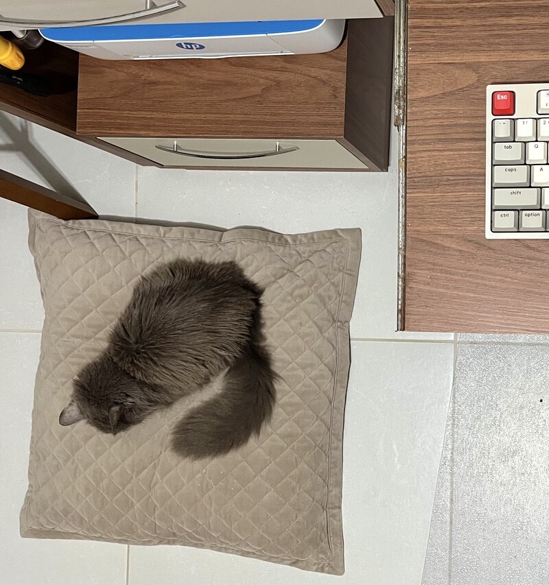 gato cinza instalado em uma almofada no cão, em frente da impressora e ao lado da bandeja do teclado