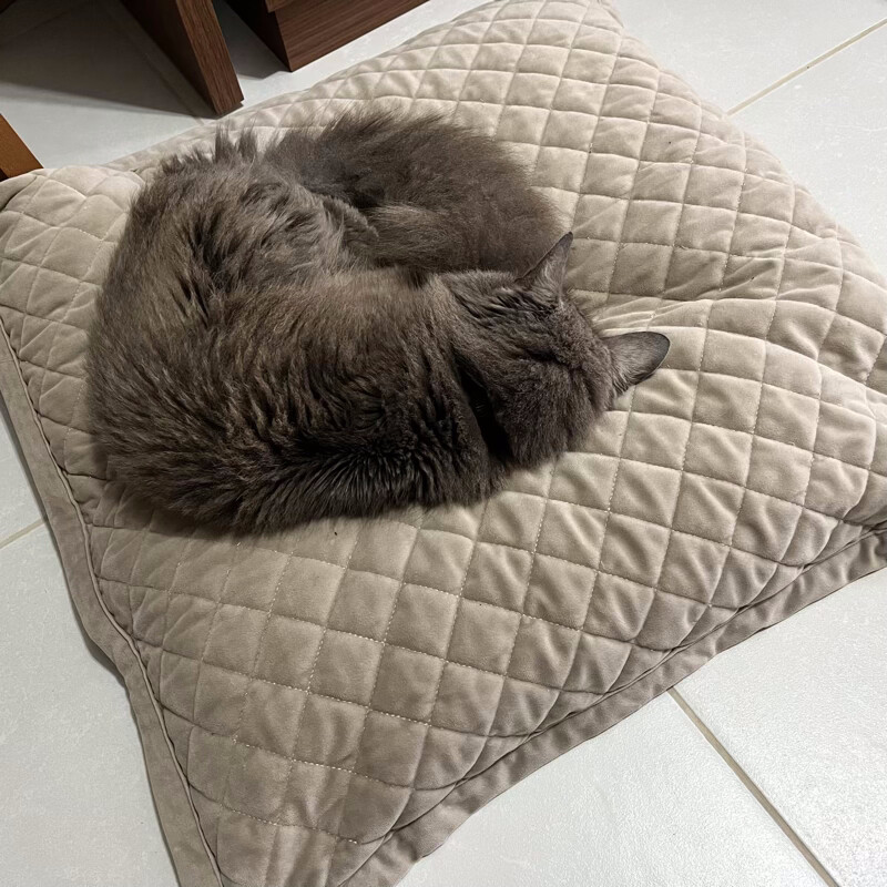 O gato Zi, cinza, dormindo enrolado igual a uma @, em cima da almofada dele, no chão ao lado da minha mesa de trabalho