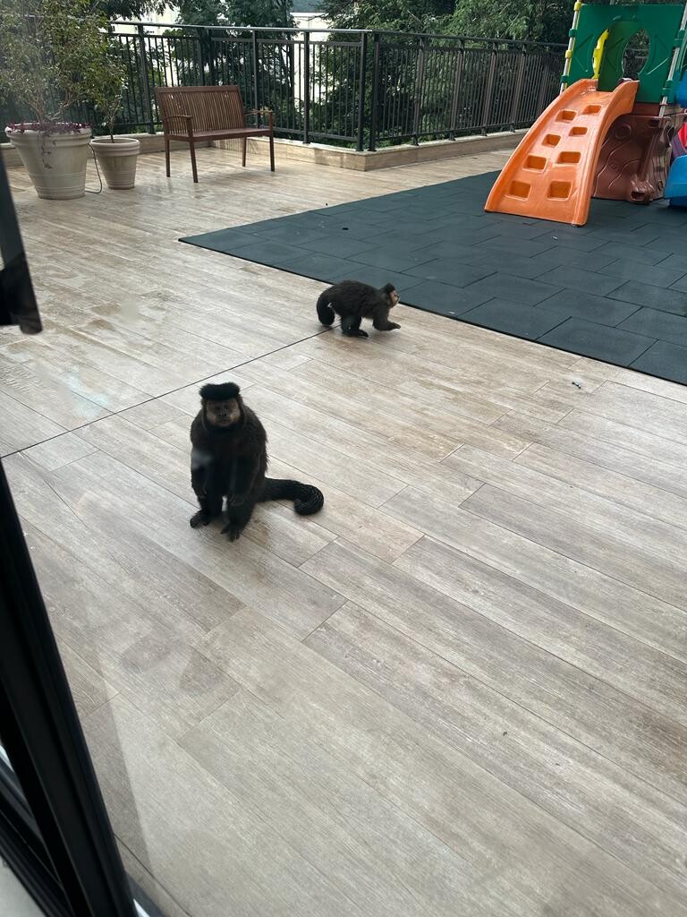 dois símios no térreo do prédio