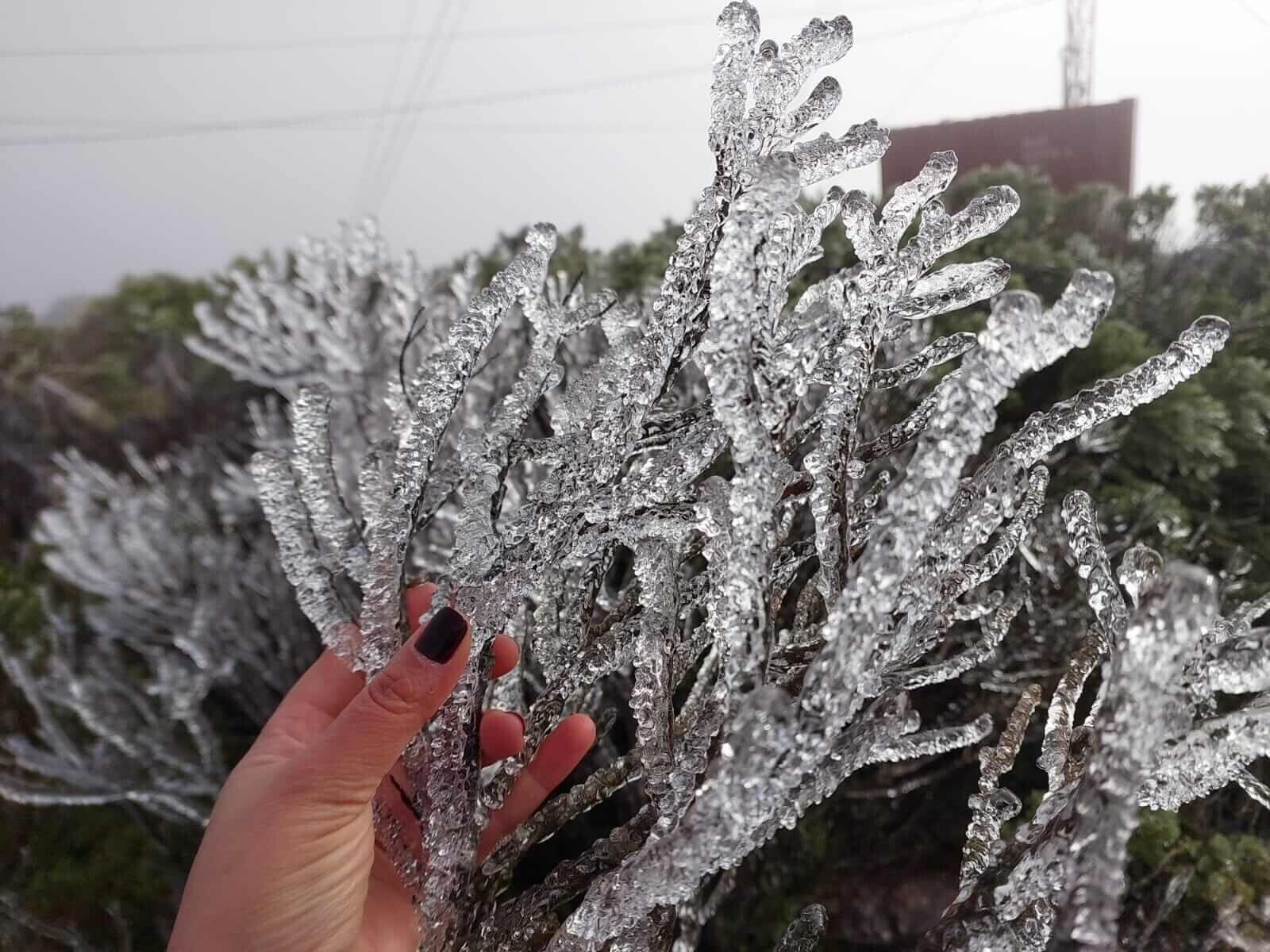 Plantas congelaram em Urupema (Foto: Marília Oliveira)<br>