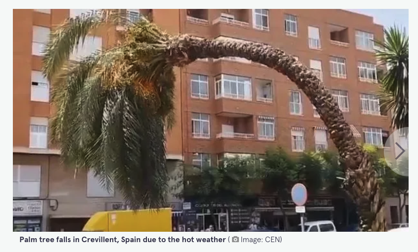 Palmeira toda recurvada devido à irrigação insuficiente na onda de calor espanhola