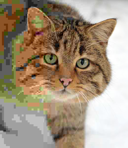 Foto de um gato selvagem europeu com a taxa de compressão diminuindo e, portanto, a qualidade aumentando, da esquerda para a direita<br><br>No lado esquerdo da foto, os pixels são agrupados em grandes blocos retangulares, todos da mesma cor. Conforme avançamos para o lado direito, os blocos diminuem de tamanho, até alcançar a definição original da foto.