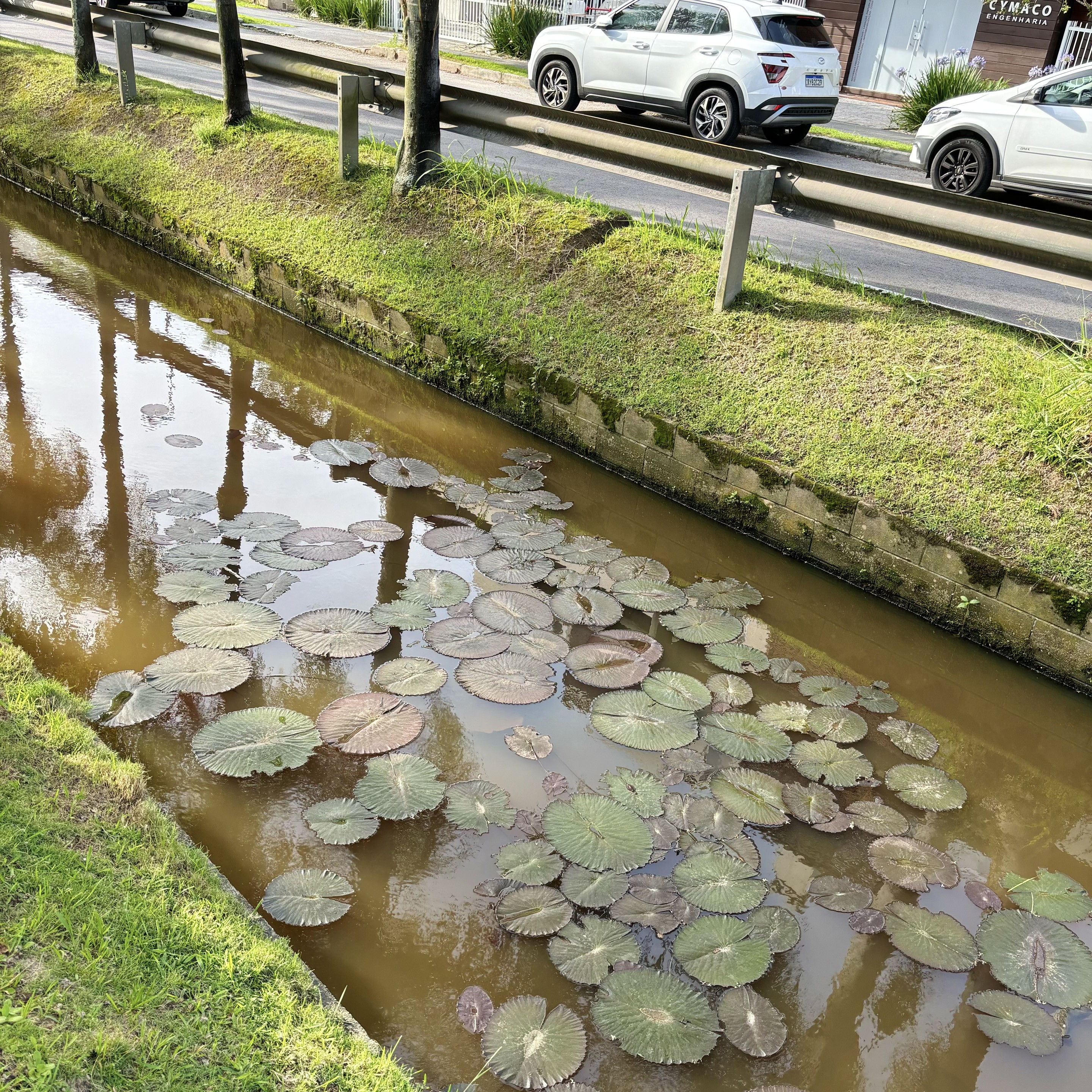 Canal viário com vegetação flutuante similar a vitórias-régias