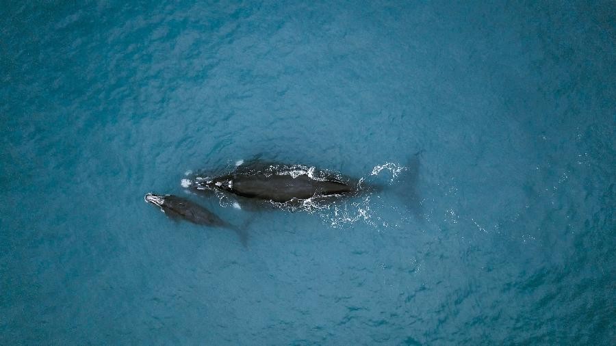Baleia-franca com filhote, foto aérea tirada em 2022 em águas brasileiras