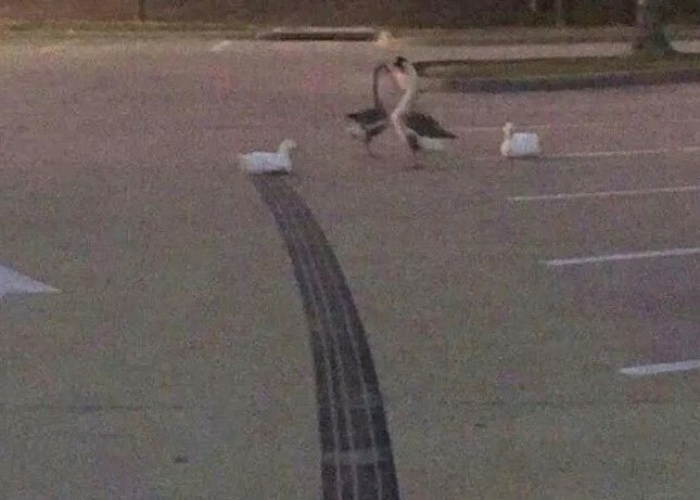 Em um estacionamento, ao lado de 2 gansos, um pato está sentado no chão, exatamente onde termina uma marca de freiada de pneu