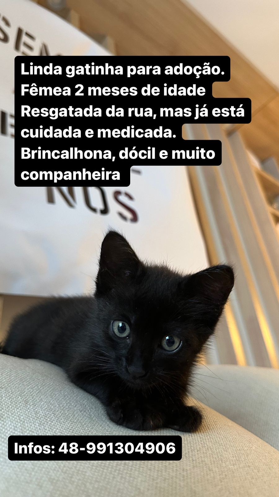 foto de um bebê gato, todo preto, com texto:<br><br>Linda gatinha para adoção.<br>Fêmea 2 meses de idade<br>Resgatada da rua, mas já está cuidada e medicada.<br>Brincalhona, dócil e muito companheira<br>Infos: 48-991304906