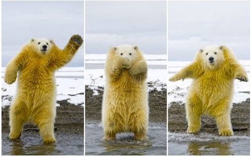 3 fotos de um urso polar em poses que fazem lembrar uma dança desajeitada