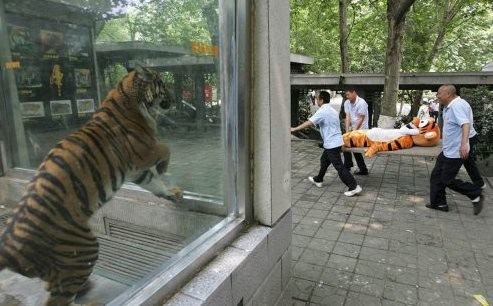 Um tigre, em uma jaula de vidro, observa atento enquanto uma pessoa fantasiada de tigre é transportada, em uma maca, por 4 pessoas