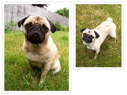 Lado a lado, a foto de um cãozinho tirada da altura dele, e outra tirada de cima 