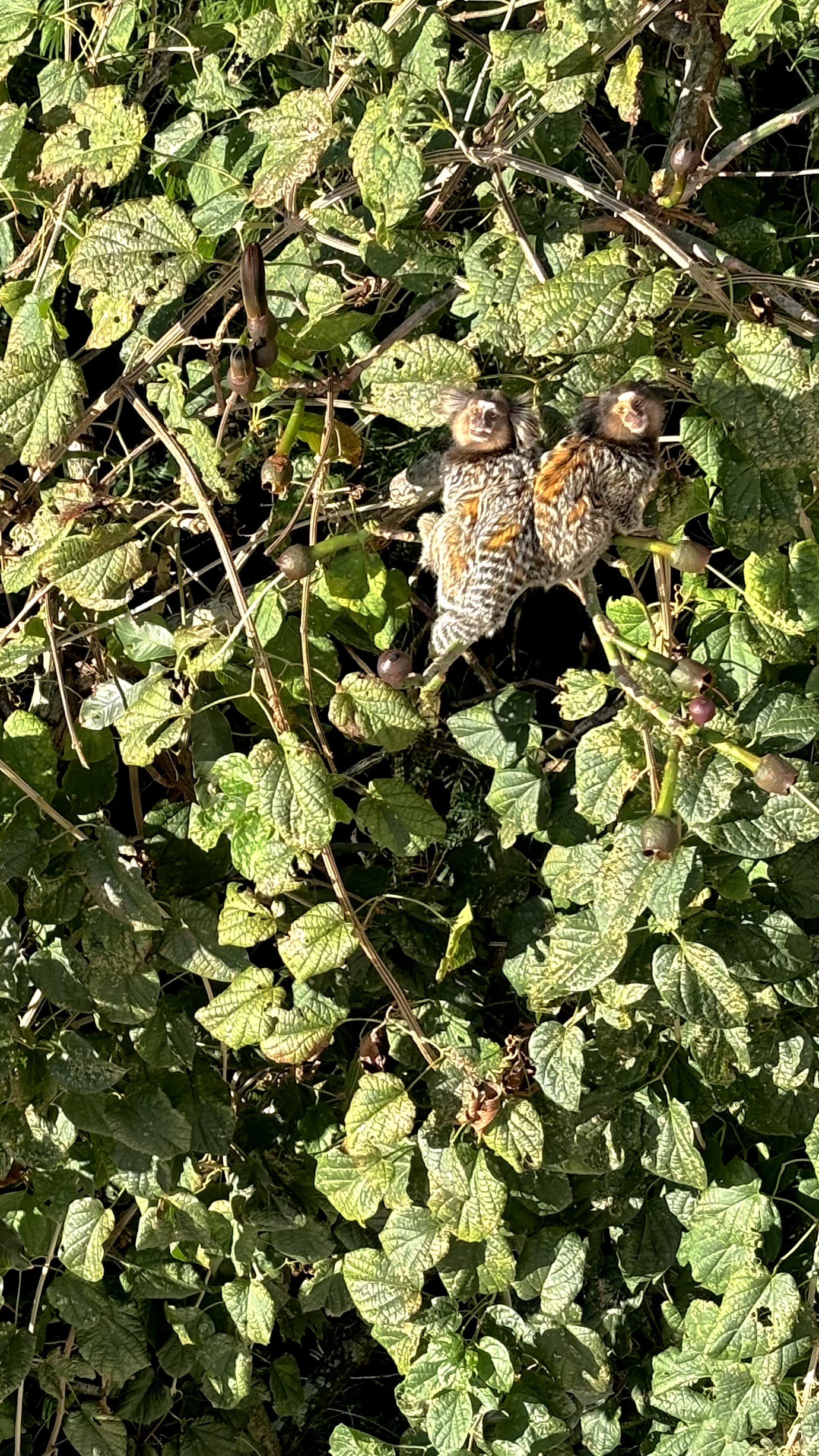 Dois saguis em meio à folhagem ao sol