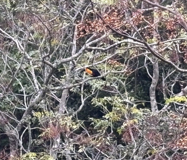 Um tucano (ou primo de tucano), bicudo e com papo amarelo, no arvoredo da vizinhança