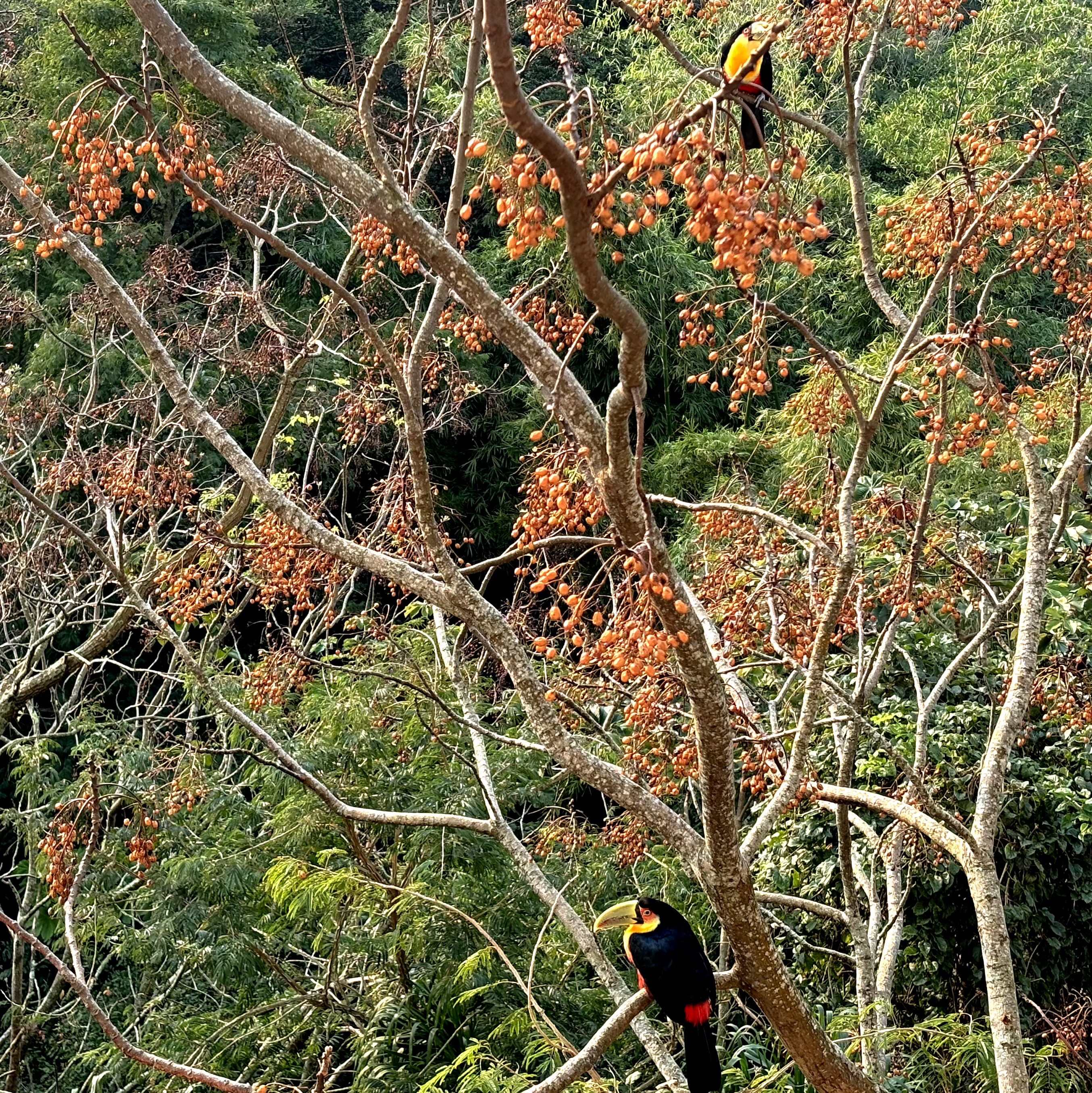 Duas araçaris, parecidas com tucanos e com peito bem amarelo, pousadas nos galhos de uma árvore em meio à mata preservada