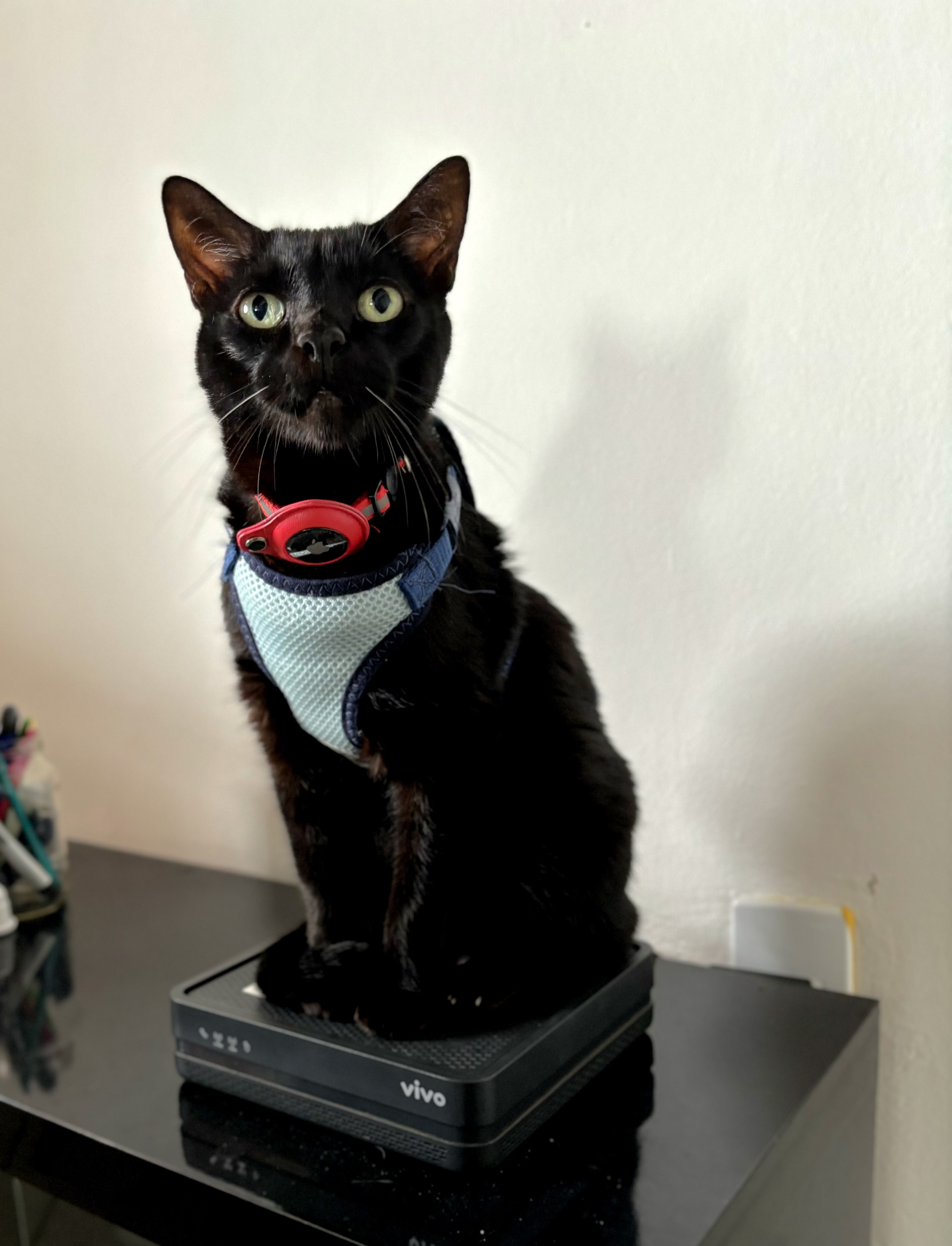 Um gato preto, com peitoral azul, faz pose de leão da Metro em cima do sintonizador da TV