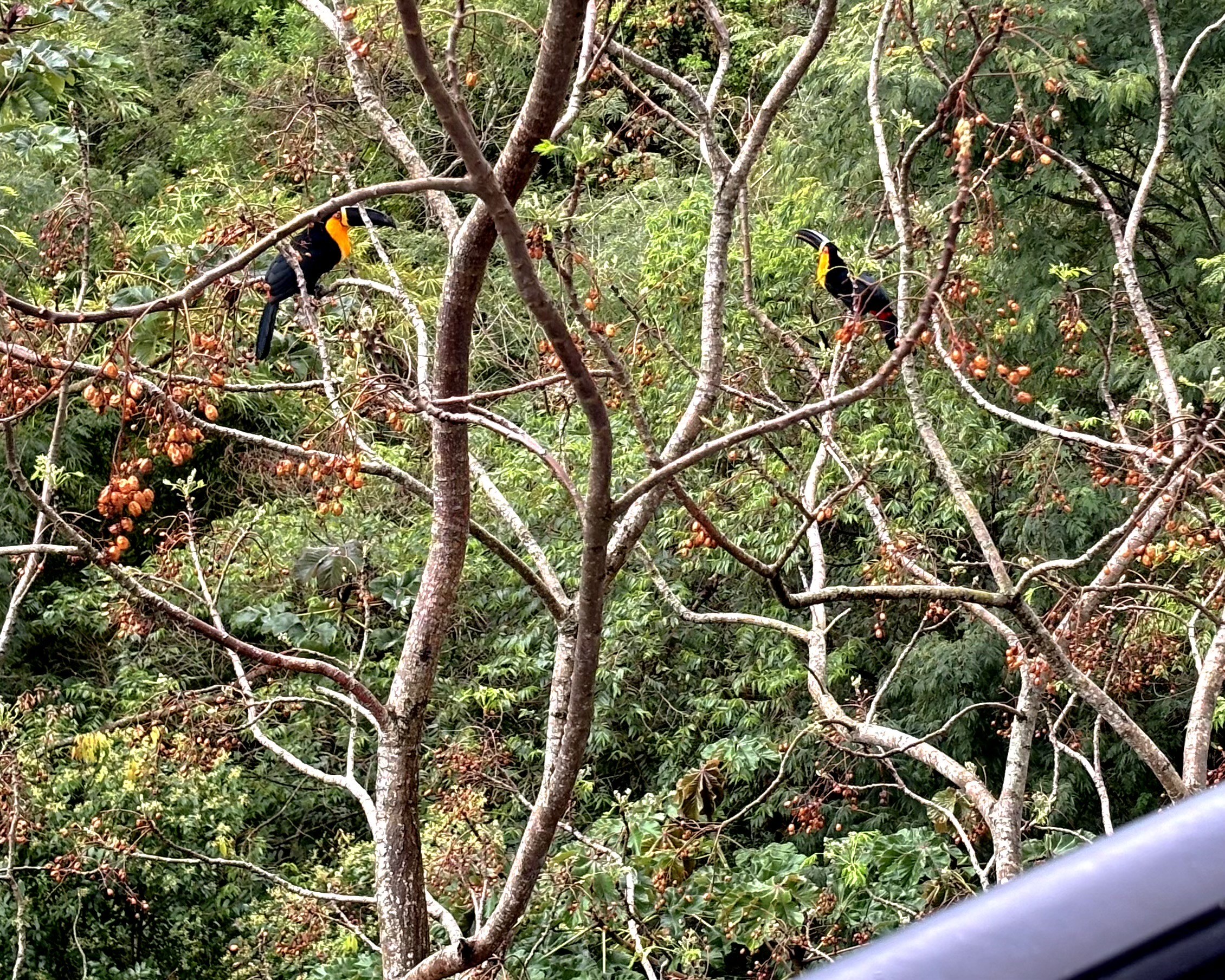 Duas araçaris, semelhantes a tucanos, pousadas em uma árvore