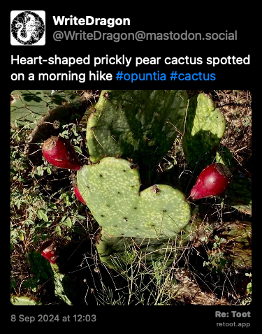 Post de WriteDragon. “Heart-shaped prickly pear cactus spotted on a morning hike #opuntia #cactus“ <br><br>O post continha uma imagem com a descrição a seguir: “A closeup of a green heart-shaped prickly pear cactus pad with two red fruits sticking out of the top.“ Posted on 8 Sep 2024 at 12:03