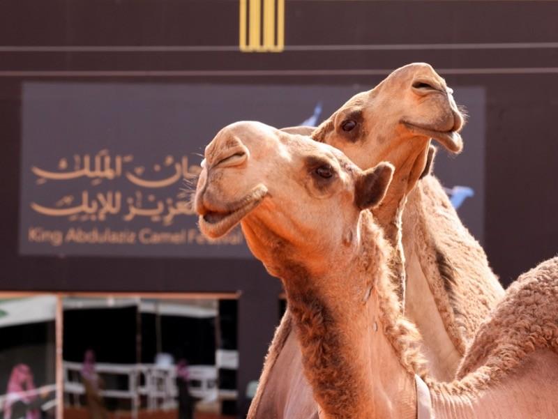 Camelos fotografados durante o Festival de Camelos Rei Abdulaziz em Ar Rumahiyah, ao norte de Riad, Arábia Saudita, 23 de dezembro de 2021.