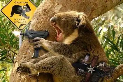 Foto de um koala segurando uma submetralhadora, e usando um cinto no qual estão presas algumas armas adicionais e uma garrafa de bebida alcoólica. Ao fundo, uma placa de advertência contra koalas assassinos.