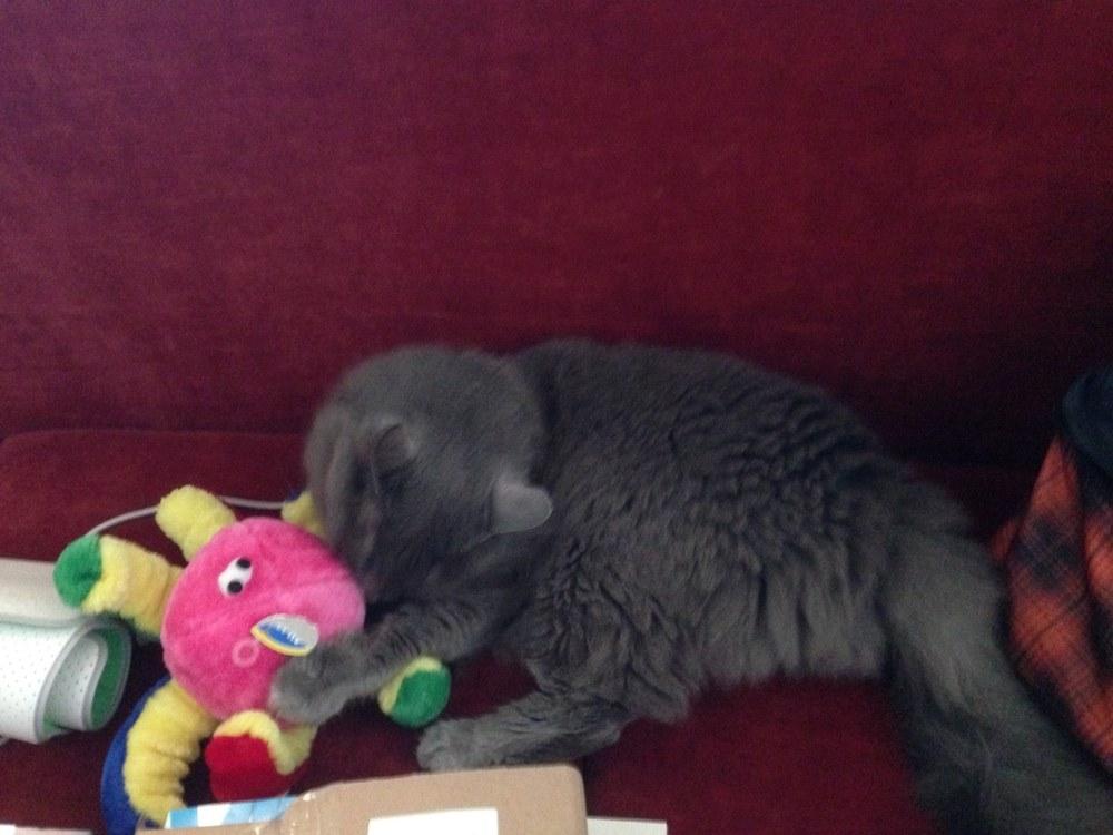 Um gato cinza, em um sofá bagunçado, brincando com um bichinho de pelúcia colorido