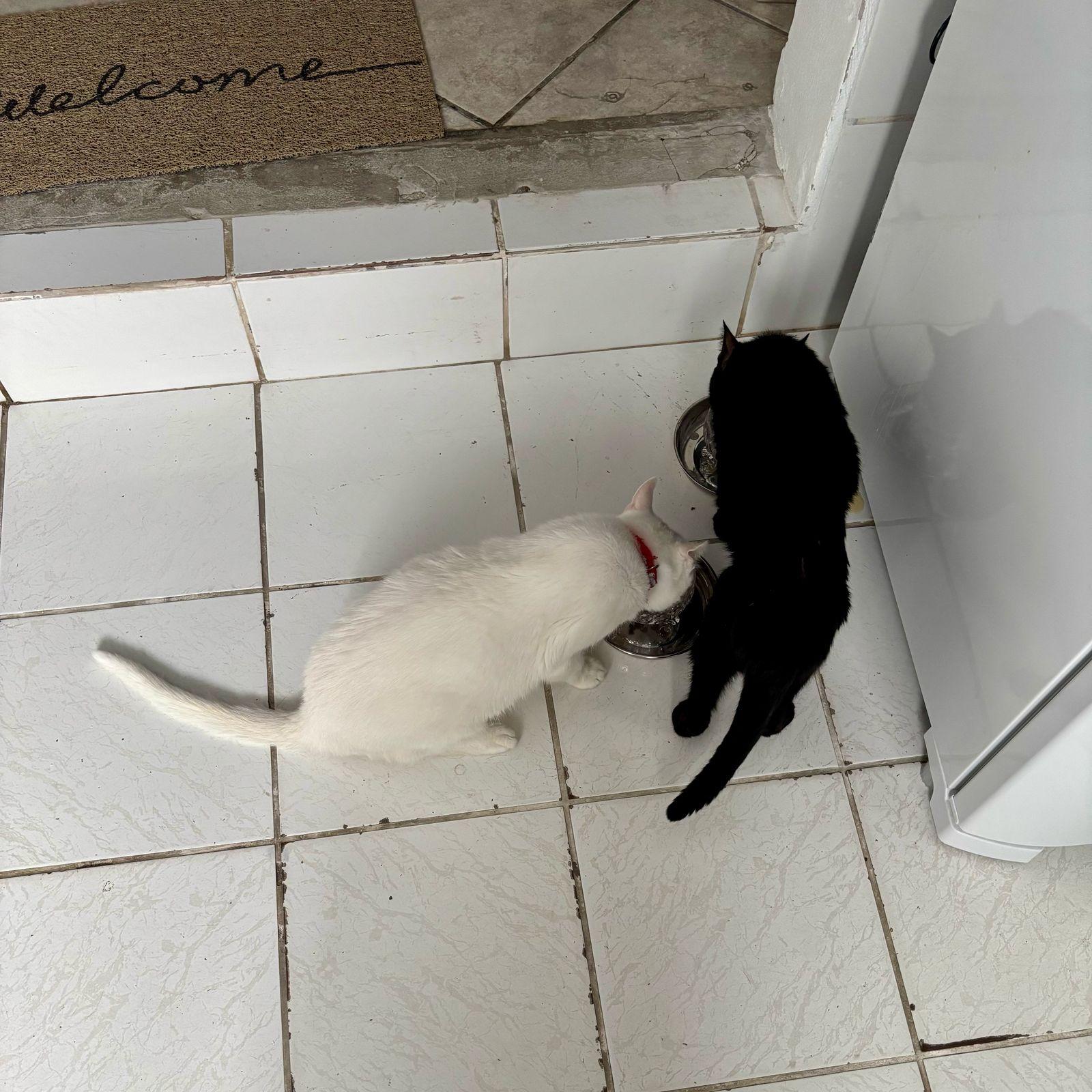 Um gato todo branco e um gato todo preto, lado a lado, vistos de cima, entretidos com suas vasilhas de ração